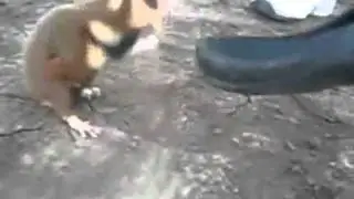 Хомяк-Убийца)))