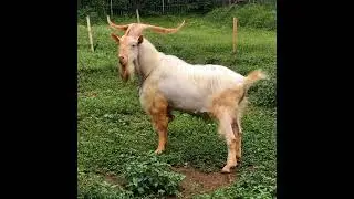 kambing