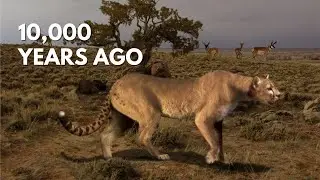 What Happened to the American Cheetah?