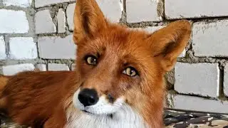 How I Trained My Fox 😂