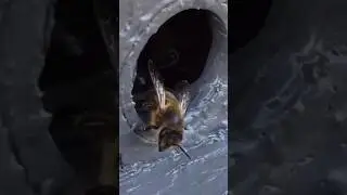 И у пчёл бывают тяжёлые понедельники😄 Заказать мёд: https://mishkinskymed.ru #пчелы #пыльца #bees