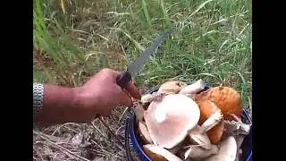 Вот так мы собираем грибы