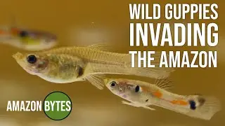 Wild guppies invading the Amazon