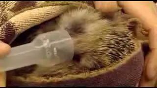 Charlie Brooker's Screenwipe: Animal Hospital.