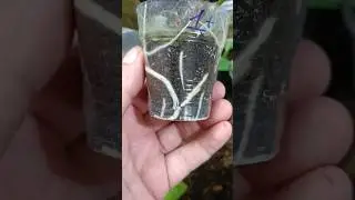 Корни монстры😱 
