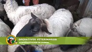 DESPARASITACIÓN OVINOS