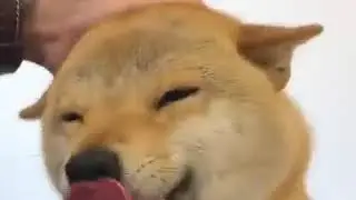 кайфую кайфую кайфую