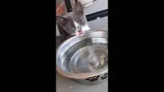 Passed out sleeping on the water bowl