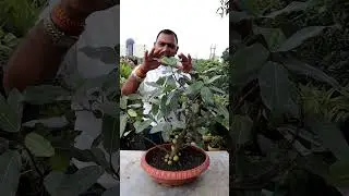 Gular Bonsai Tree
