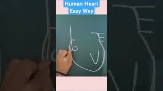 #shorts Easy Way To Draw Internal Structure of Human Heart