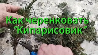 Черенкование хвойных растений