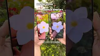 Camera Compare Realme 12 Plus vs Oneplus Nord CE 4 🤜📸🤛 