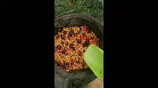 Начало карповых соревнований. Пруд Жемчужина