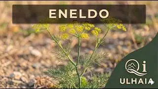 propiedades del ENELDO o ANETO ( Anethum Graveolens)