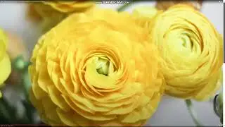 Продлен сертификат безопасности  ( о нашем фонде )