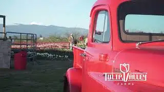 🌷 Experience Tulip Valley Farms! | Skagit Valley Tulip Festival 2025 🌷