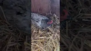 Tender Moments: Broody Hen and Her Precious Eggs 🐓🥚#shorts #broodyhen #egghatching