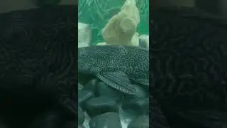 aquarium alligator 🐊
