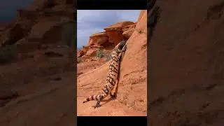 Gila Monster