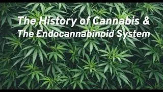 The History of Cannabis and the Endocannabinoid System - Explained! 🌱