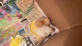 Цыплятам 2 сутки