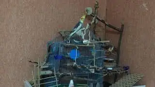 Попугаи Кореллы