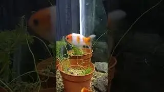Pond Plants in Aquarium!!!