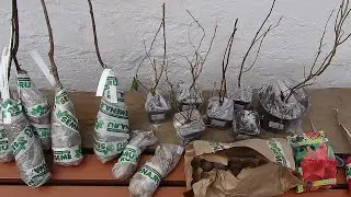 Посылка с саженцами от Semena.ru
