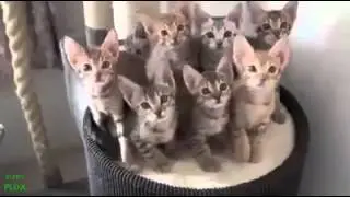 Funny Cat Compilation! 2015