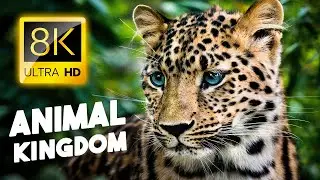 Explore the Heart of the Animal Kingdom / 8K VIDEO ULTRA HD #8K #ANIMAL