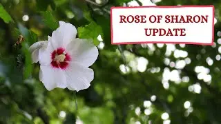 2021 Rose of Sharon Update 🎙 Broadway Gardener