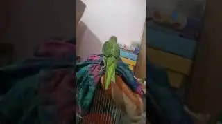 powerful parrot #bird #parrot #funny #cute #shortsfeed #shorts