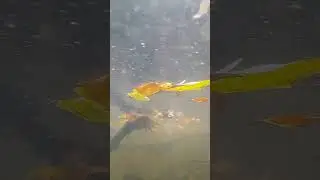 Мир под водой реки Миуса. Живой звук.