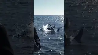 Anapa. A plesiosaur frolics 😲 in front of the camera in the Black Sea