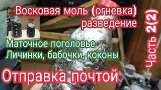 Восковая моль (огневка) разведение. Маточное поголовье. Личинки, бабочки, коконы. Отправка почтой