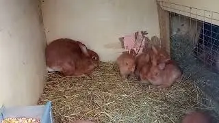 снял видео обзор самок с крольчатами по просьбе одного из зрителей моего канала