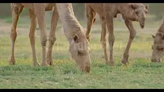 ناقة