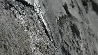 A GREAT LESSON FROM AN ANIMAL - NOTHING IS IMPOSSIBLE