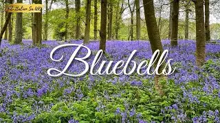 Bluebells Season