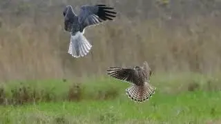 male #hen harrier dispute with female #kestrel