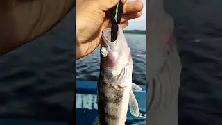 рыба берш #отдых #рыбалка #fishing