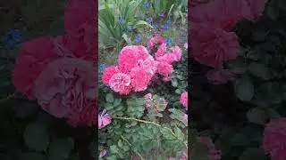 Аллея из роз розового цвета