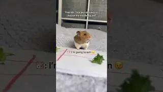 Playing Tic-Tac-Toe With my Hamster! The REMATCH… 