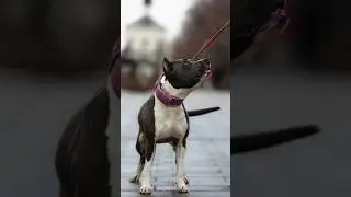 Американский стаффордширский терьер по кличке Тея ❤️