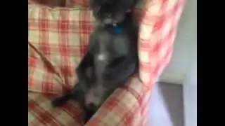 Tescilli Türk Köpeği   Türk Vine