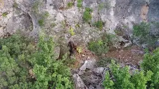Drone Görünce Çıldıran Domuzlar ve Onlarca Minik Yavru Birey | Wild Life | Wild Boar