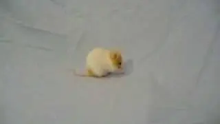 Meet The Mice Girls - Vol. 1