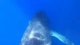 Awesome Humpback Encounter in Lahaina - 20/1/25