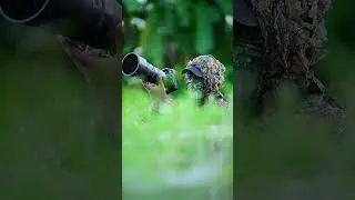 Wildlife Photography shorts | Pheasant tailed jacana Mating | #photography  #vairalshort  #birds
