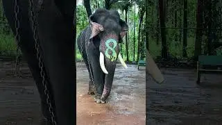 After Effects motion tracking || Elephant 02